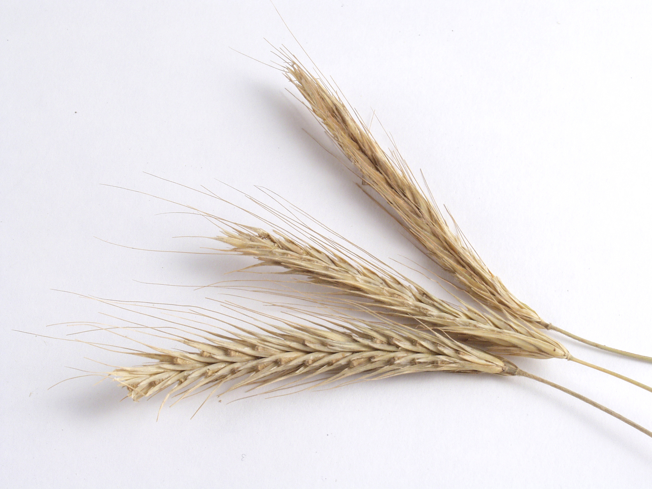 wheat, gluten