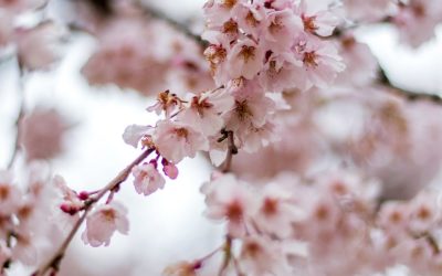 How to Harness Spring Energy to Support Your Fertility